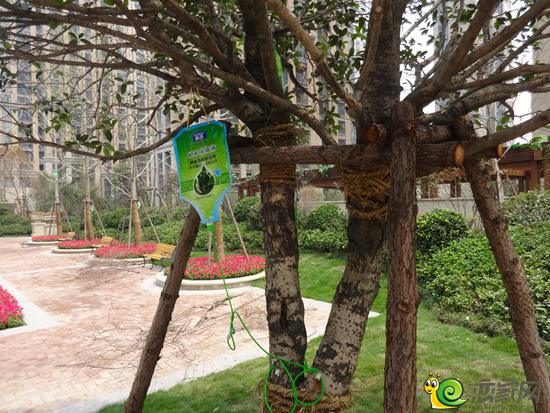 建业壹号城邦给树输液,让它们健康成长