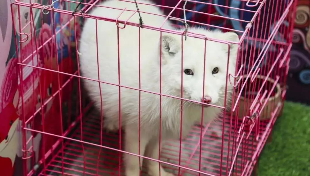 猪小萌丨兔小萌丨矮马小q 孔雀如花丨松鼠魔王丨仓鼠点点 白狐王子丨